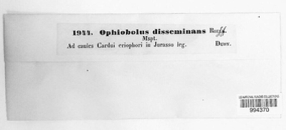 Ophiobolus disseminans image